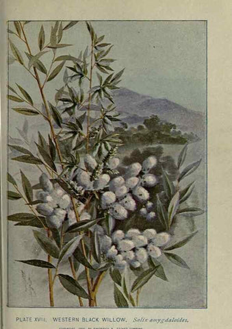Reproducción/Reproduction 8434833187: A guide to the trees;. New YorkF.A. Stokes[c1900]