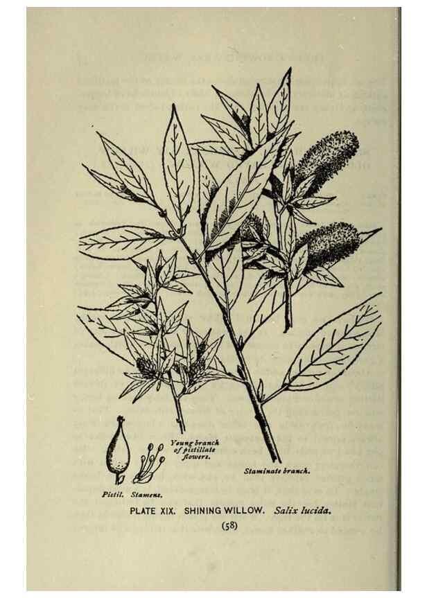 Reproducción/Reproduction 8435917718: A guide to the trees;. New YorkF.A. Stokes[c1900]