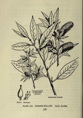Reproducción/Reproduction 8435917718: A guide to the trees;. New YorkF.A. Stokes[c1900]