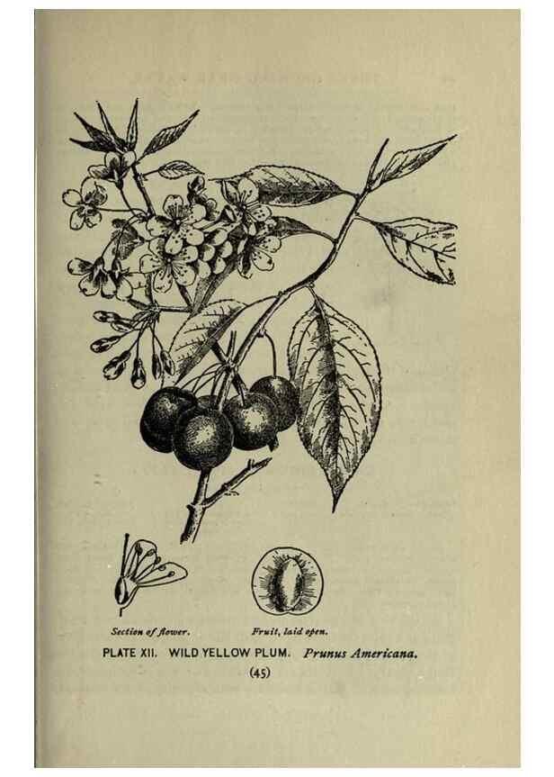 Reproducción/Reproduction 8435914708: A guide to the trees;. New YorkF.A. Stokes[c1900]