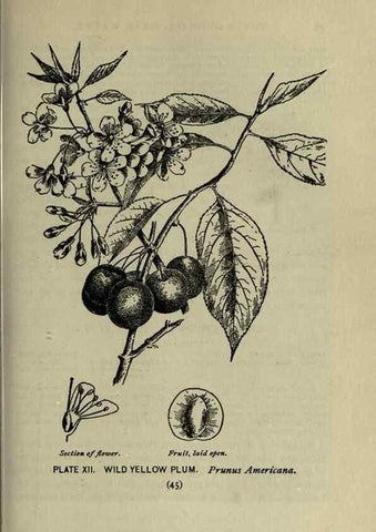 Reproducción/Reproduction 8435914708: A guide to the trees;. New YorkF.A. Stokes[c1900]