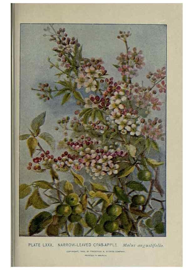 Reproducción/Reproduction 8435943414: A guide to the trees;. New YorkF.A. Stokes[c1900]