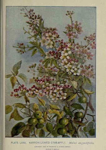 Reproducción/Reproduction 8435943414: A guide to the trees;. New YorkF.A. Stokes[c1900]