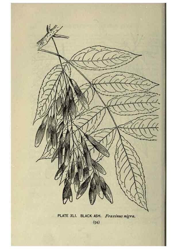 Reproducción/Reproduction 8435926782: A guide to the trees;. New YorkF.A. Stokes[c1900]