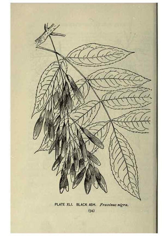 Reproducción/Reproduction 8435926782: A guide to the trees;. New YorkF.A. Stokes[c1900]