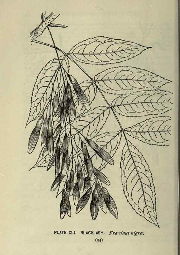 Reproducción/Reproduction 8435926782: A guide to the trees;. New YorkF.A. Stokes[c1900]