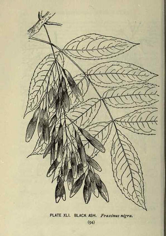 Reproducción/Reproduction 8435926782: A guide to the trees;. New YorkF.A. Stokes[c1900]