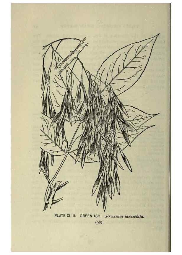 Reproducción/Reproduction 8435927540: A guide to the trees;. New YorkF.A. Stokes[c1900]