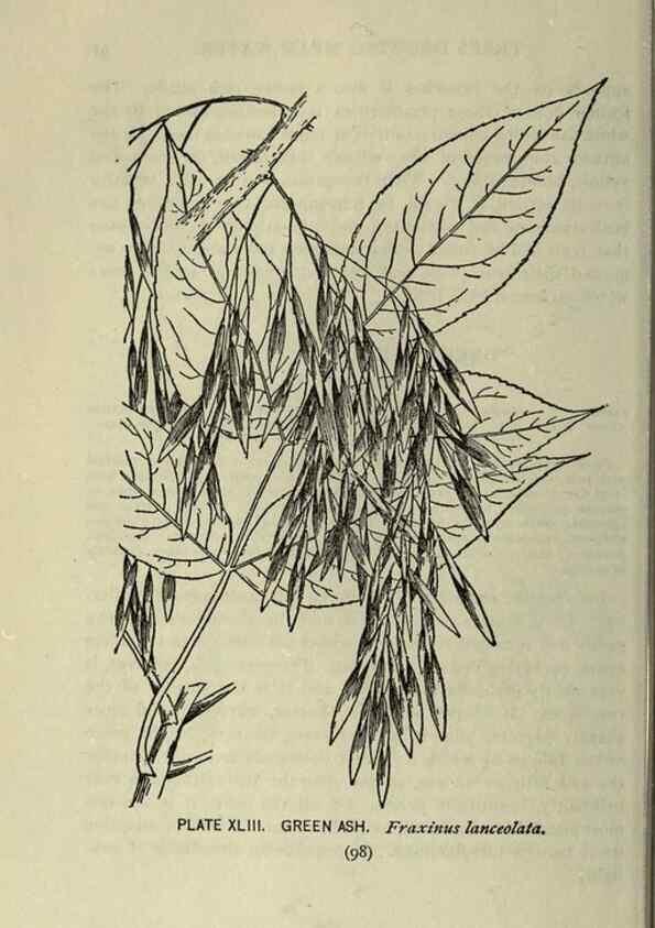 Reproducción/Reproduction 8435927540: A guide to the trees;. New YorkF.A. Stokes[c1900]