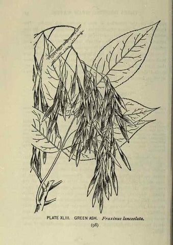 Reproducción/Reproduction 8435927540: A guide to the trees;. New YorkF.A. Stokes[c1900]