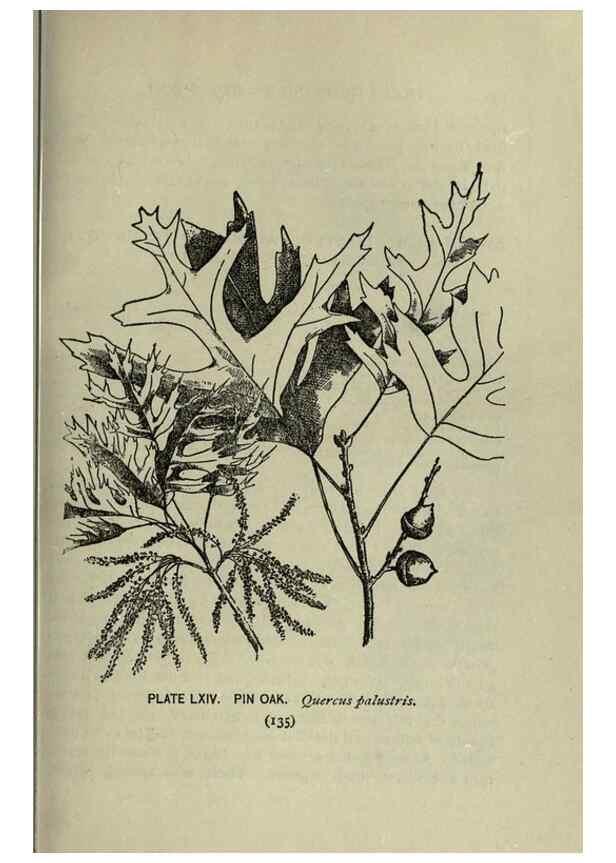Reproducción/Reproduction 8435936762: A guide to the trees;. New YorkF.A. Stokes[c1900]