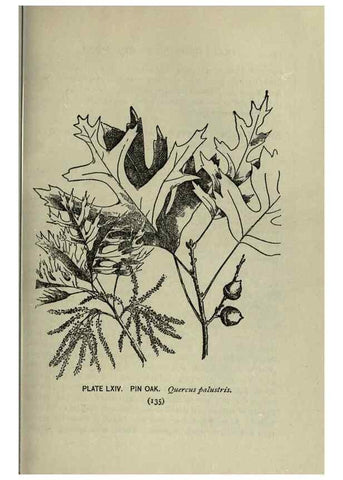 Reproducción/Reproduction 8435936762: A guide to the trees;. New YorkF.A. Stokes[c1900]