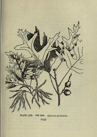 Reproducción/Reproduction 8435936762: A guide to the trees;. New YorkF.A. Stokes[c1900]