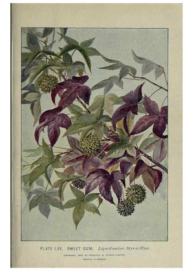 Reproducción/Reproduction 8435937060: A guide to the trees;. New YorkF.A. Stokes[c1900]