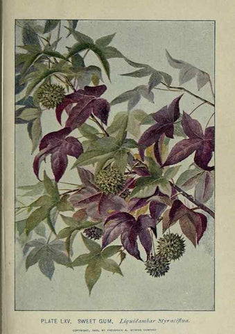 Reproducción/Reproduction 8435937060: A guide to the trees;. New YorkF.A. Stokes[c1900]