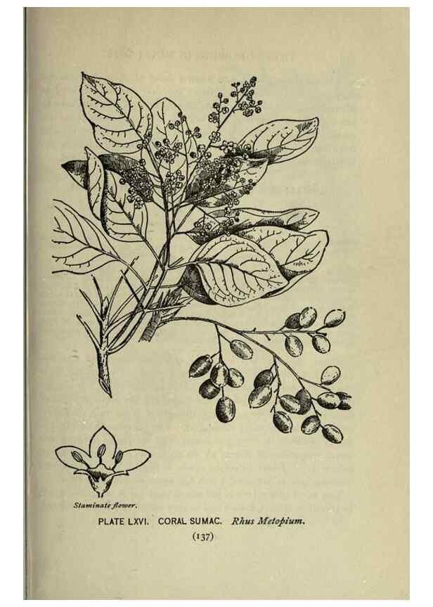 Reproducción/Reproduction 8435937590: A guide to the trees;. New YorkF.A. Stokes[c1900]