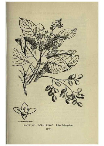 Reproducción/Reproduction 8435937590: A guide to the trees;. New YorkF.A. Stokes[c1900]