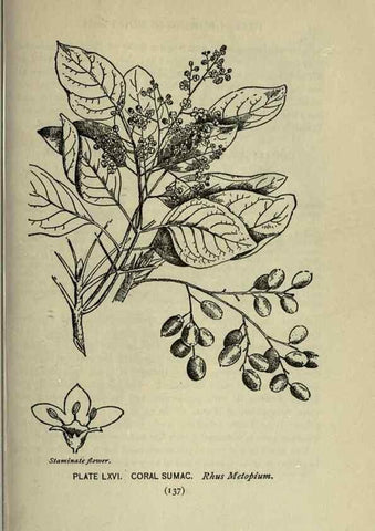 Reproducción/Reproduction 8435937590: A guide to the trees;. New YorkF.A. Stokes[c1900]