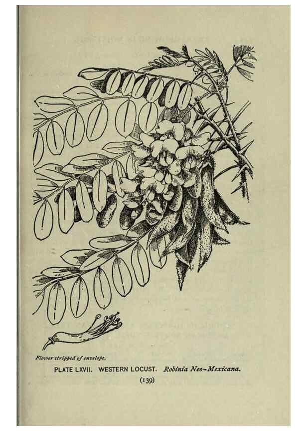 Reproducción/Reproduction 8434853767: A guide to the trees;. New YorkF.A. Stokes[c1900]