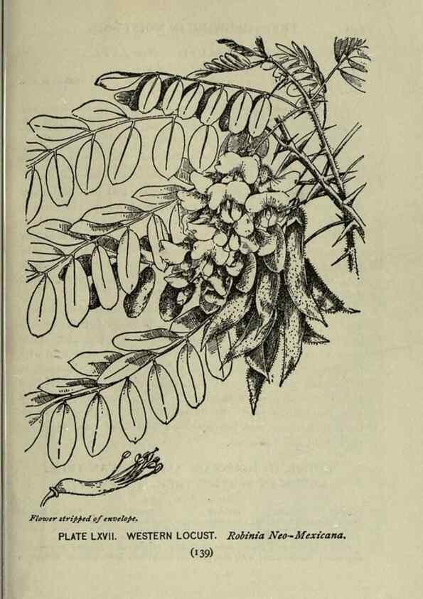 Reproducción/Reproduction 8434853767: A guide to the trees;. New YorkF.A. Stokes[c1900]