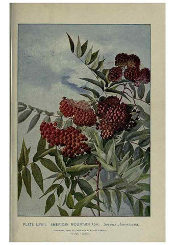 Reproducción/Reproduction 8434854105: A guide to the trees;. New YorkF.A. Stokes[c1900]
