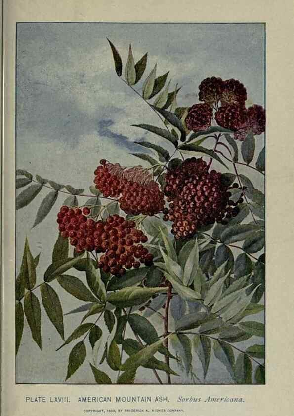 Reproducción/Reproduction 8434854105: A guide to the trees;. New YorkF.A. Stokes[c1900]