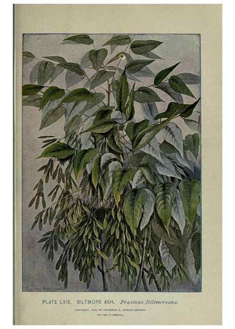 Reproducción/Reproduction 8435938808: A guide to the trees;. New YorkF.A. Stokes[c1900]
