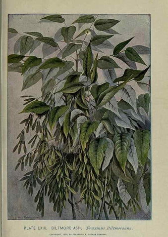 Reproducción/Reproduction 8435938808: A guide to the trees;. New YorkF.A. Stokes[c1900]