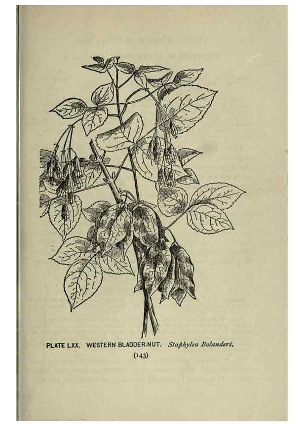 Reproducción/Reproduction 8434854787: A guide to the trees;. New YorkF.A. Stokes[c1900]