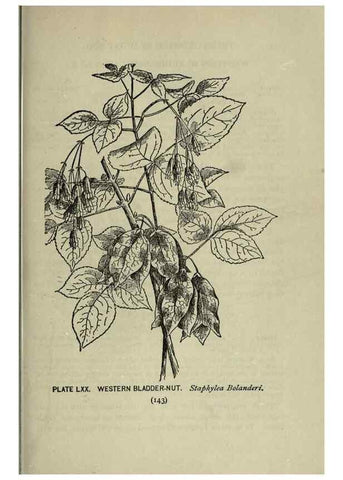 Reproducción/Reproduction 8434854787: A guide to the trees;. New YorkF.A. Stokes[c1900]