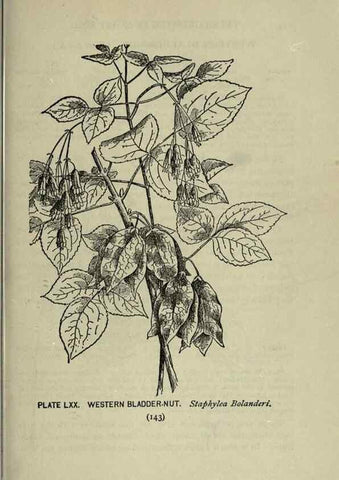 Reproducción/Reproduction 8434854787: A guide to the trees;. New YorkF.A. Stokes[c1900]