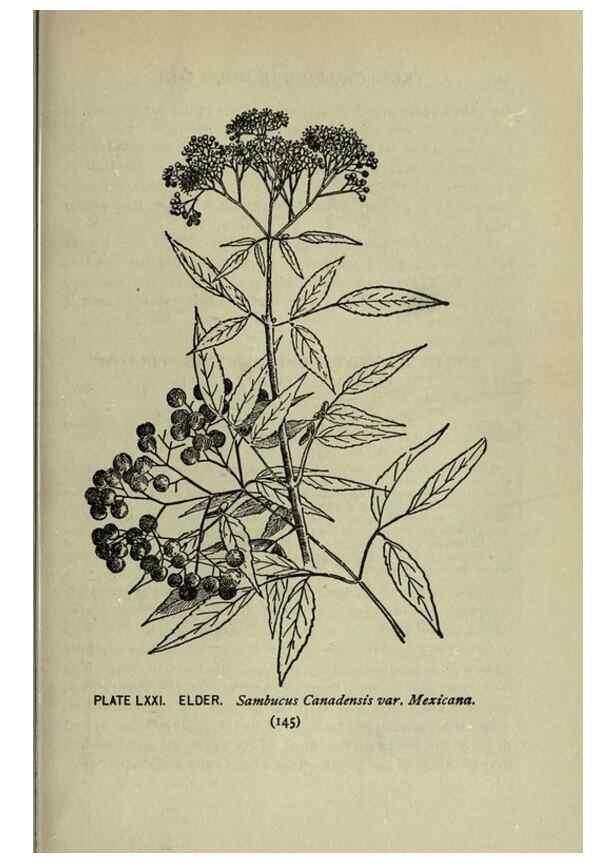 Reproducción/Reproduction 8435939482: A guide to the trees;. New YorkF.A. Stokes[c1900]