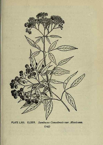 Reproducción/Reproduction 8435939482: A guide to the trees;. New YorkF.A. Stokes[c1900]