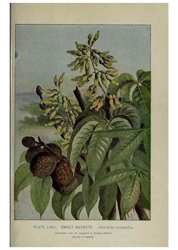 Reproducción/Reproduction 8434855537: A guide to the trees;. New YorkF.A. Stokes[c1900]