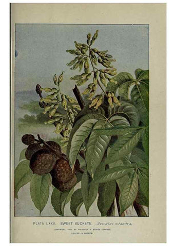 Reproducción/Reproduction 8434855537: A guide to the trees;. New YorkF.A. Stokes[c1900]