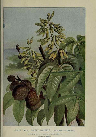Reproducción/Reproduction 8434855537: A guide to the trees;. New YorkF.A. Stokes[c1900]