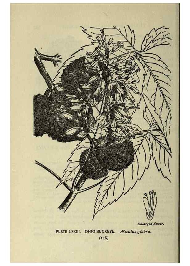 Reproducción/Reproduction 8435940192: A guide to the trees;. New YorkF.A. Stokes[c1900]