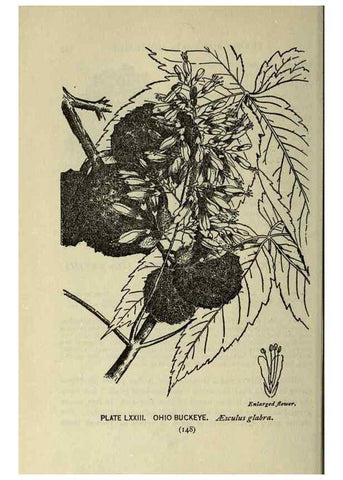 Reproducción/Reproduction 8435940192: A guide to the trees;. New YorkF.A. Stokes[c1900]