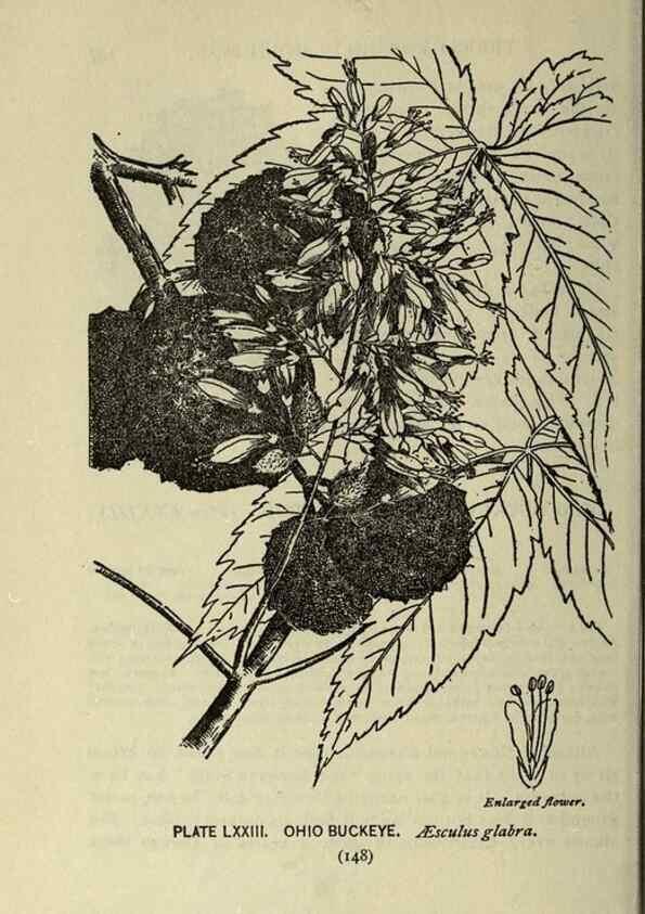 Reproducción/Reproduction 8435940192: A guide to the trees;. New YorkF.A. Stokes[c1900]