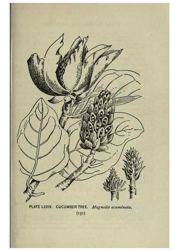 Reproducción/Reproduction 8434856449: A guide to the trees;. New YorkF.A. Stokes[c1900]