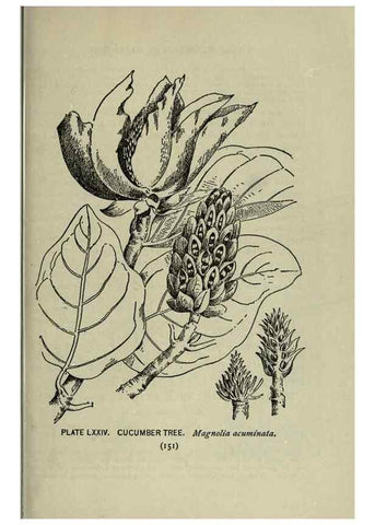 Reproducción/Reproduction 8434856449: A guide to the trees;. New YorkF.A. Stokes[c1900]