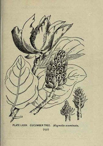 Reproducción/Reproduction 8434856449: A guide to the trees;. New YorkF.A. Stokes[c1900]