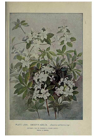 Reproducción/Reproduction 8434856857: A guide to the trees;. New YorkF.A. Stokes[c1900]