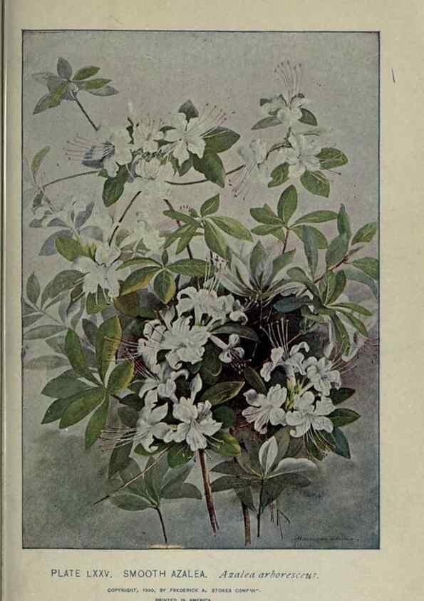 Reproducción/Reproduction 8434856857: A guide to the trees;. New YorkF.A. Stokes[c1900]