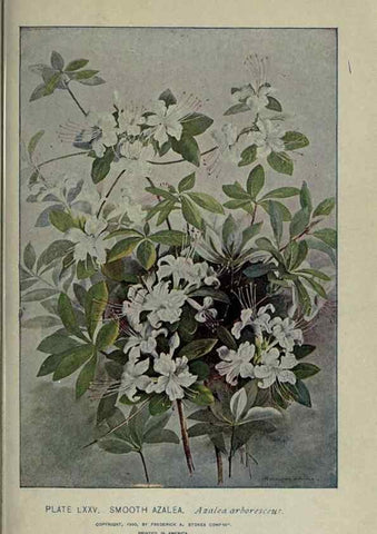 Reproducción/Reproduction 8434856857: A guide to the trees;. New YorkF.A. Stokes[c1900]