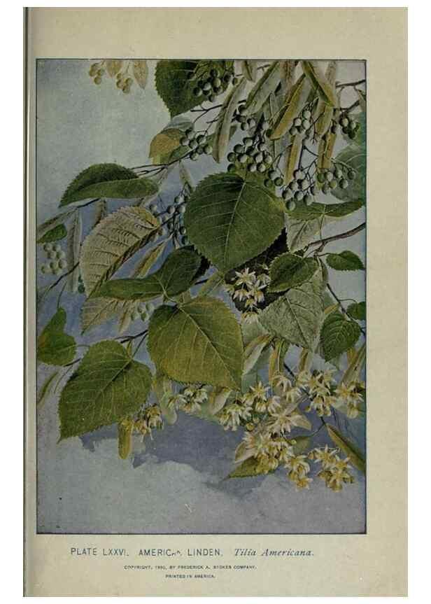 Reproducción/Reproduction 8434857363: A guide to the trees;. New YorkF.A. Stokes[c1900]