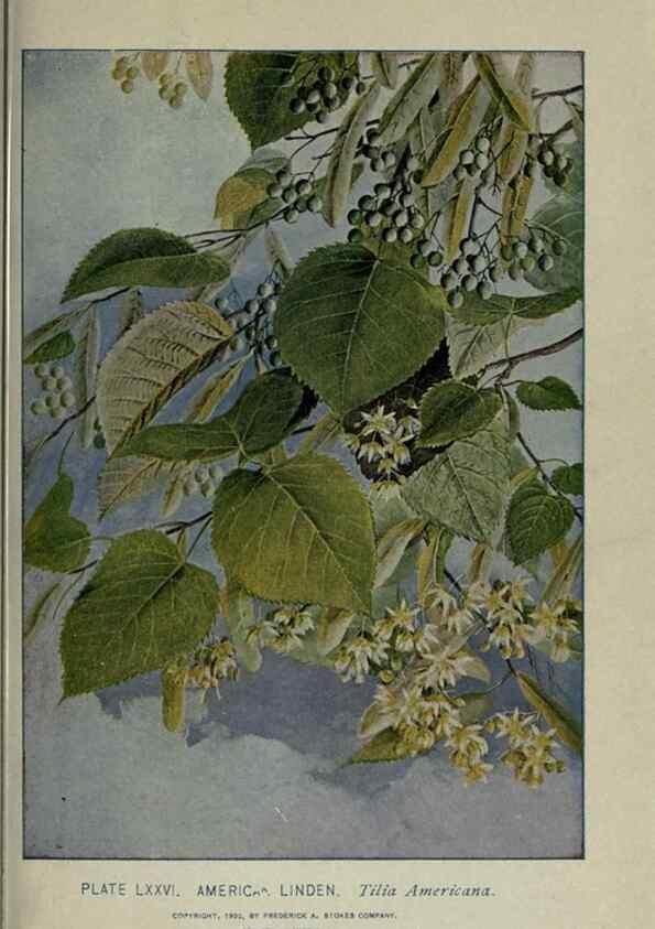 Reproducción/Reproduction 8434857363: A guide to the trees;. New YorkF.A. Stokes[c1900]