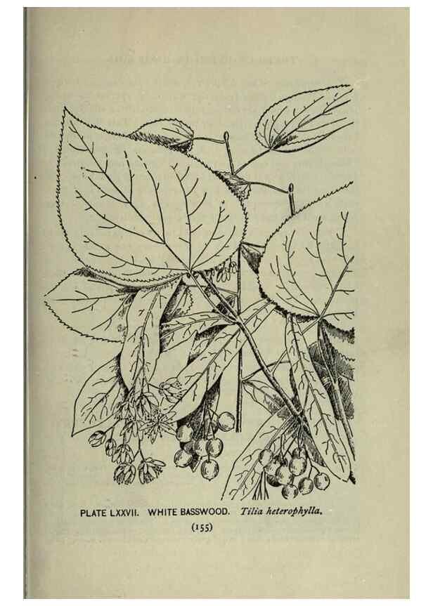 Reproducción/Reproduction 8434857779: A guide to the trees;. New YorkF.A. Stokes[c1900]