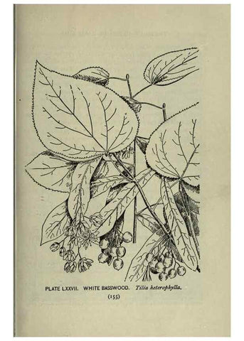 Reproducción/Reproduction 8434857779: A guide to the trees;. New YorkF.A. Stokes[c1900]