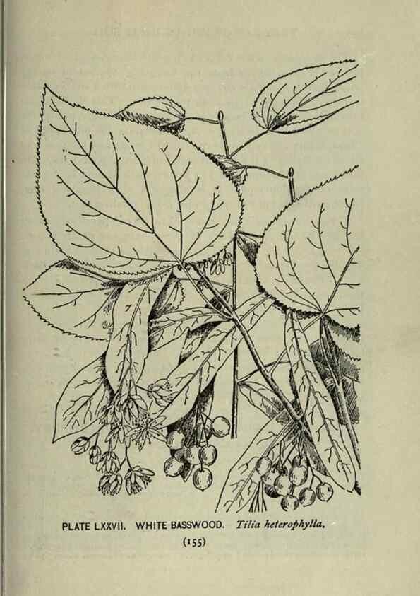 Reproducción/Reproduction 8434857779: A guide to the trees;. New YorkF.A. Stokes[c1900]